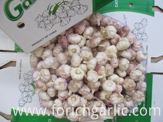 Fresh Normal White Garlic